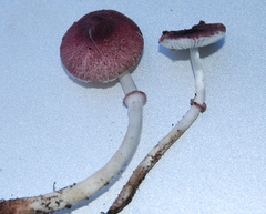 Lepiota roseolivida image