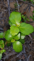 Ribes viburnifolium