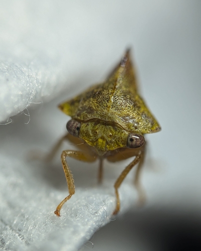 Sycamore Treehopper photo 4