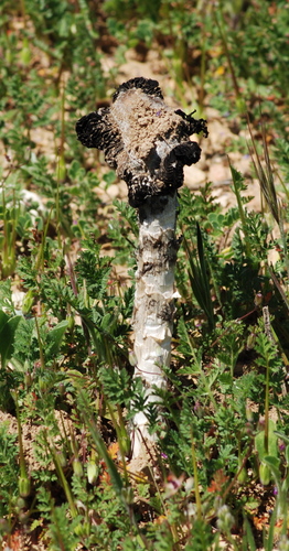 Desert Inkcap