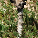 Desert Inkcap