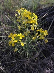 Erysimum asperum