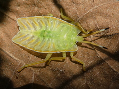 Tessaratomidae