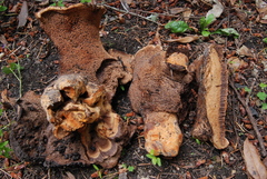 Hydnum indurescens image