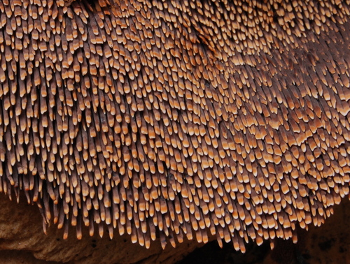 Hydnum indurescens image