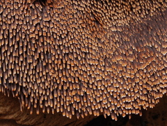 Hydnum indurescens image