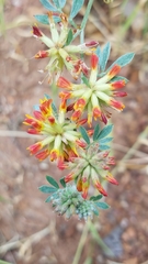 Acmispon dendroideus