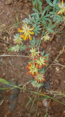 Acmispon dendroideus