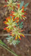 Acmispon dendroideus