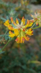 Acmispon dendroideus