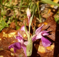 Dactylorhiza elata