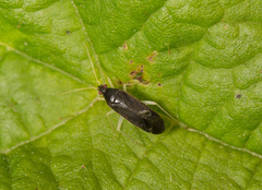 Phylus coryli