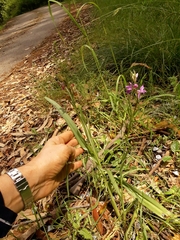 Dactylorhiza elata