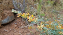 Acmispon dendroideus
