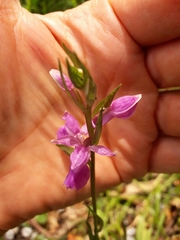 Dactylorhiza elata