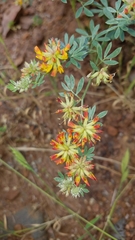 Acmispon dendroideus