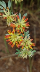 Acmispon dendroideus
