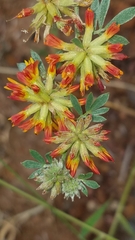 Acmispon dendroideus
