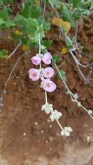 Malacothamnus fasciculatus catalinensis