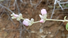 Malacothamnus fasciculatus catalinensis