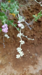 Malacothamnus fasciculatus catalinensis