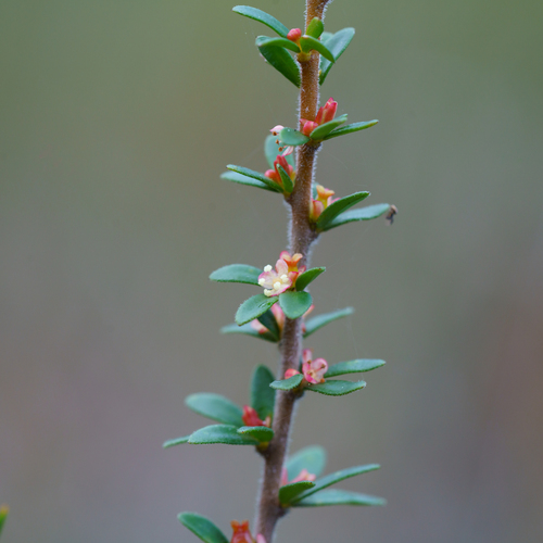 Dwarf micrantheum (Micrantheum demissum)