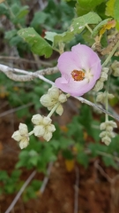 Malacothamnus fasciculatus catalinensis