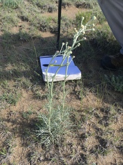 Hymenopappus filifolius