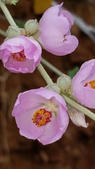 Malacothamnus fasciculatus catalinensis