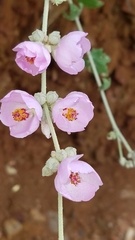Malacothamnus fasciculatus catalinensis
