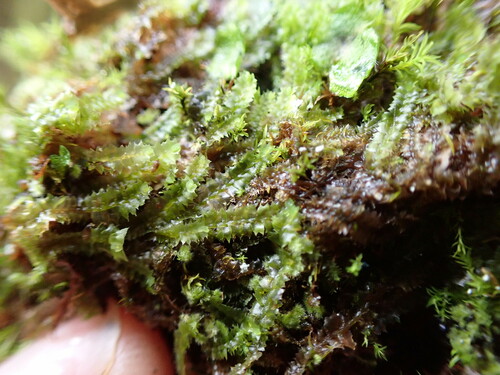 Gillman's Notchwort (Mesoptychia gillmanii)
