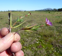Lampranthus filicaulis