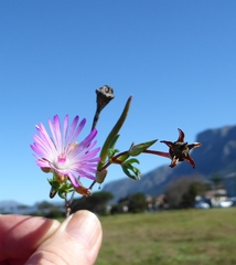 Lampranthus filicaulis