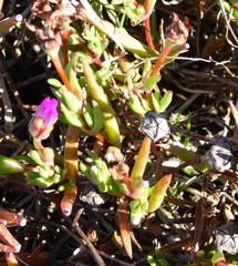 Lampranthus filicaulis
