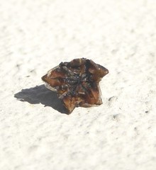 Lampranthus filicaulis