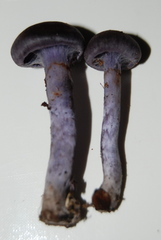 Cortinarius sericeolazulinus image