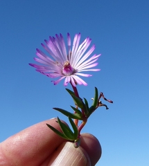 Lampranthus filicaulis