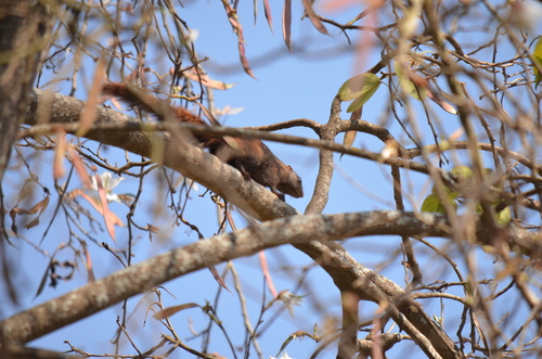 Mutable Sun Squirrel