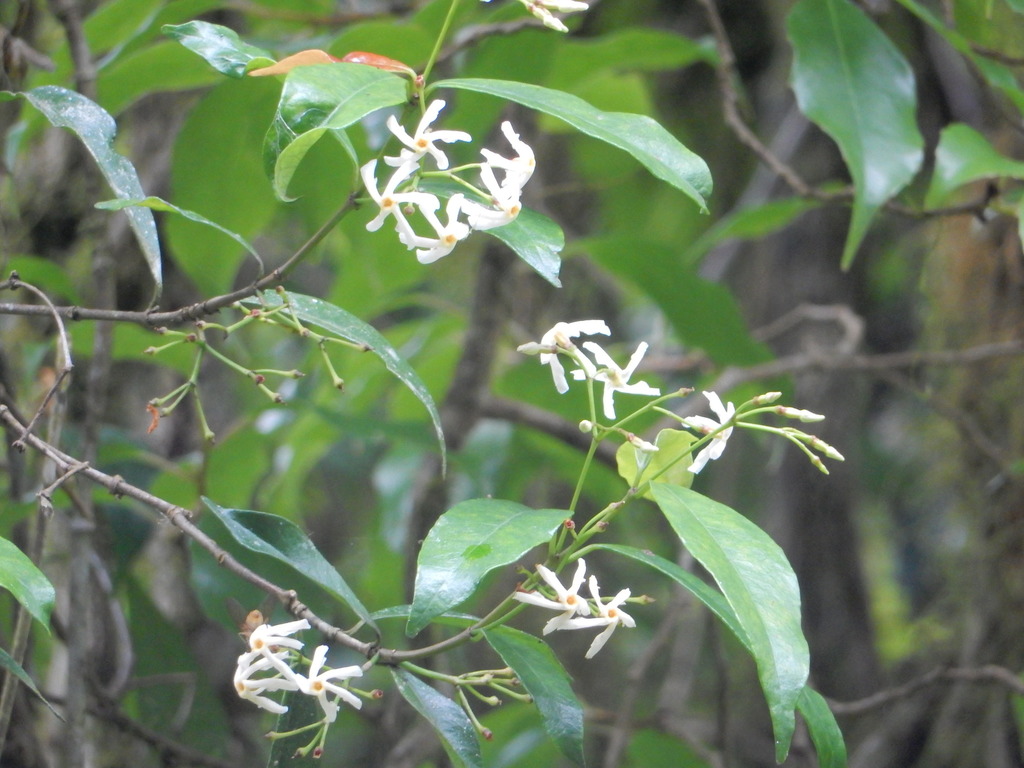 Trachelospermum lucidum (Trachelospermum lucidum)