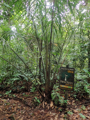 Attalea allenii