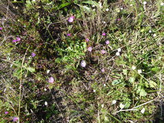 Lampranthus filicaulis