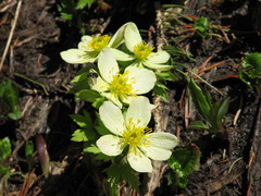 Trollius