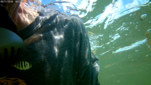 Photo of Crevalle jack (Caranx hippos)