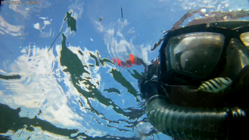 Photo of Crevalle jack (Caranx hippos)