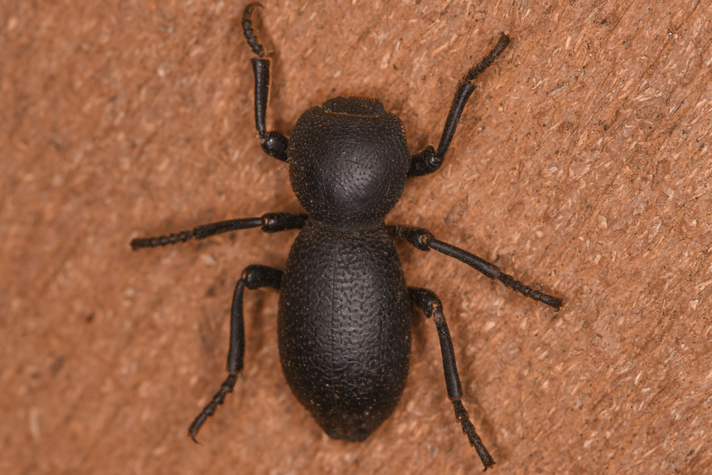 Zopherus granicollis ventriosus