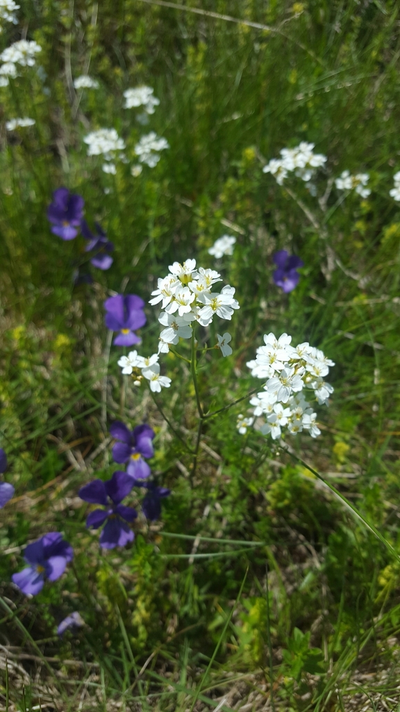 Oreophytoneae