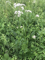 Valeriana officinalis