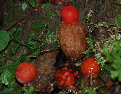 Calostoma cinnabarinum image