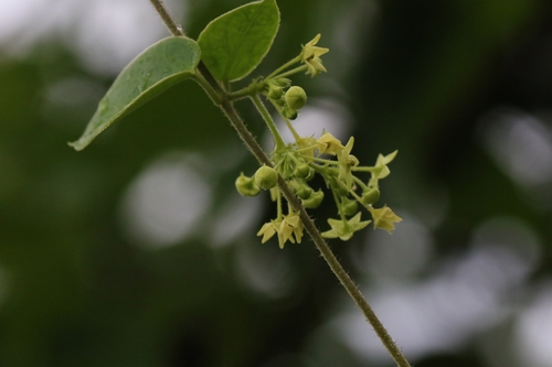 Image of Vincetoxicum hirsutum by no rights reserved