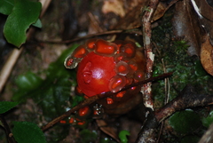 Calostoma cinnabarinum image